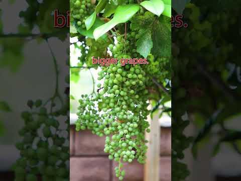 1 trick will help you grow bigger grapes #shorts #grape #gardening #vines #viralshorts #viral