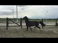 حصان الفروسية Top Glamourdale x Apache stallion for sale