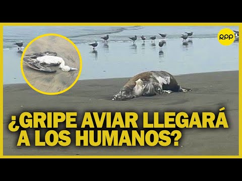 Gripe aviar en Perú infecta a 173 leones marinos: ¿Llegará a los humanos?