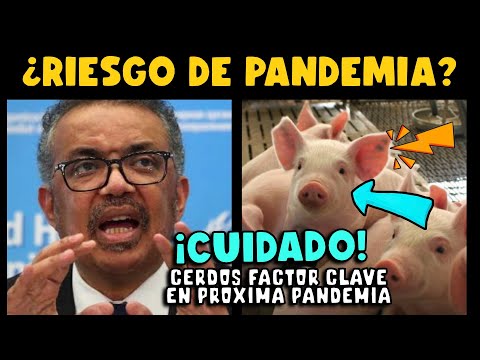 ¡CUIDADO! GRANJA DE CERDOS FACOTR PARA UNA PANDEMIA POR GRIPE AVIAR H5N1