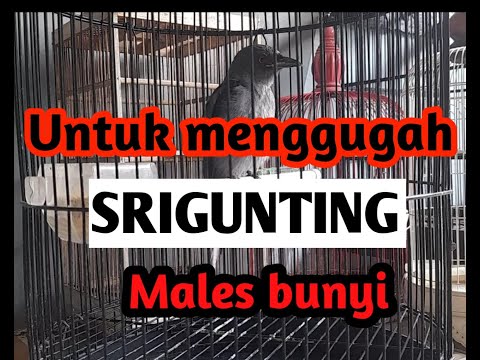 TERAPI AIR dan SUARA PANCINGAN SRIGUNTING ABU