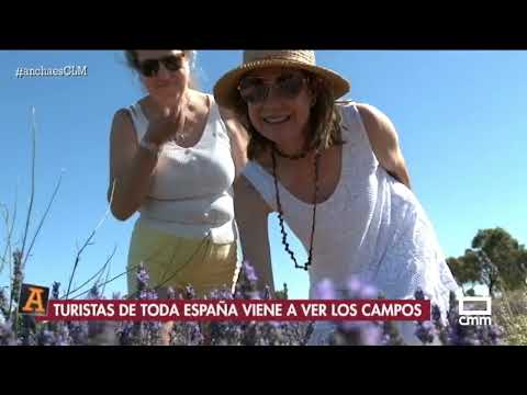 X aniversario del Festival de la Lavanda en Brihuega | Ancha es Castilla - La Mancha