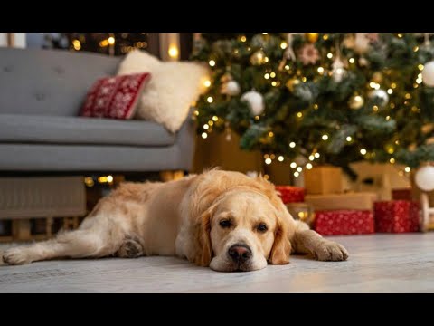 ¿La Navidad afecta a nuestras mascotas? Cuidado con lo que se les da de cenar