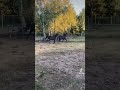 Dressuurpaard Mooie zwarte Ruin