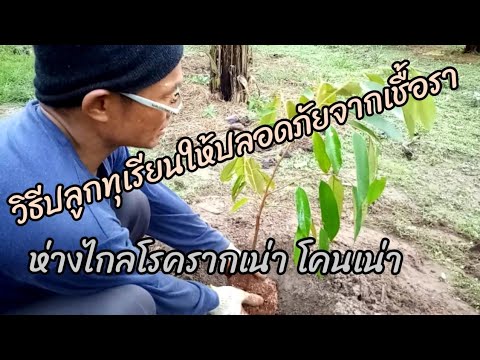 วิธีปลูกทุเรียนให้รอดปลอดภัยจา วิธีปลูกทุเรียนให้รอดปลอดภัยจา