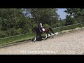 Dressage horse TOP Dressurpferd von morgen !!!!! Juniorenpferd absolut brav