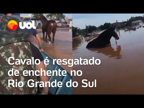 Enchentes no RS: Cavalo é resgatado por voluntários em meio às águas em São Leopoldo; veja vídeo