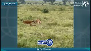 أغرب عملية افتراس