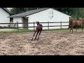 Dressage horse Dressuurballerina Syliana van Fontaine TN x United
