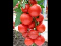 Помидоры: Как спасти томаты от фитофтороза?