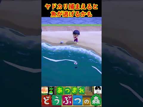 ヤドカリ捕まえると魚が逃げるかも #あつまれどうぶつの森 #shorts #あつ森