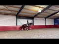 Dressage horse Talentvolle ruin Just Wimphof x Zizi Top (2019)