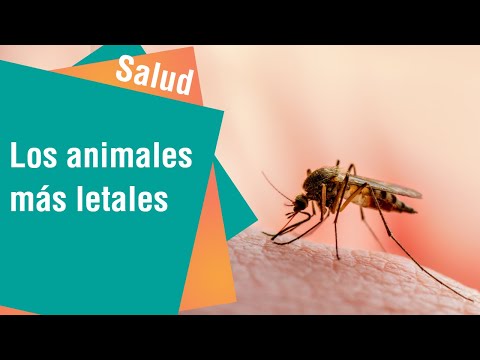 ¿Por qué los mosquitos son los animales más letales | Salud