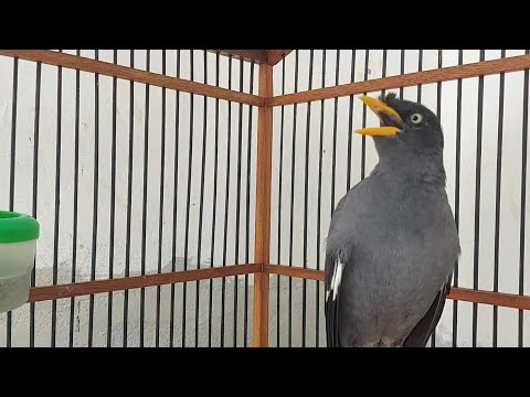 Melatih Burung Jalak Rajin Bunyi Dengan pancingan Suara Jalak kebo Gacor Masteran #247