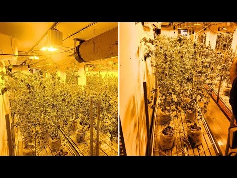 Lo que vio la Policía al descubrir enorme laboratorio de marihuana en Guaynabo