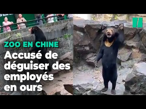 Un zoo chinois accusé de remplacer un ours par un humain déguisé se défend