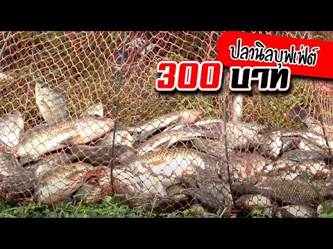 บุฟเฟ่ต์-300-เด็กๆตกกัน-มันส์ม บุฟเฟ่ต์-300-เด็กๆตกกัน-มันส์ม