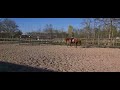 حصان القفز Taendvol springpaard van Londontimes