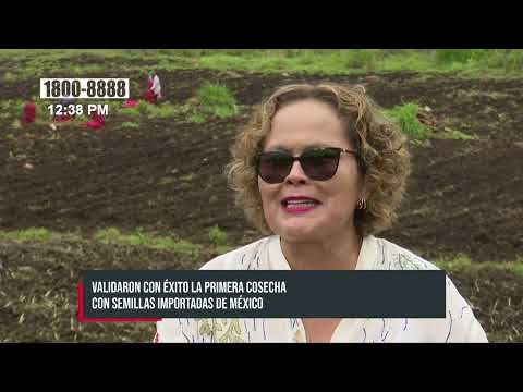 Empresaria nicaragüense validó con éxito cultivo con semilla mexicana