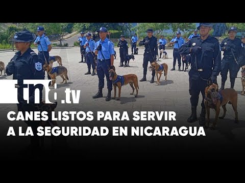 Perros firmes en seguridad: Concluyen curso de técnica canina en Nicaragua