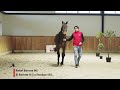 Show jumping horse REBEL BARONE MS