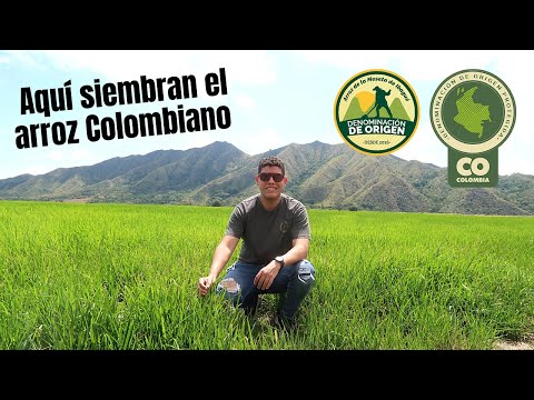 El paisaje mas HERMOSO que he visto en Colombia ? Finca de Arroz en Ibagué
