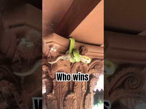 geckosnakefightvictimshort