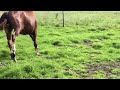 حصان الفروسية Stoer 2 jarig dressuurpaard