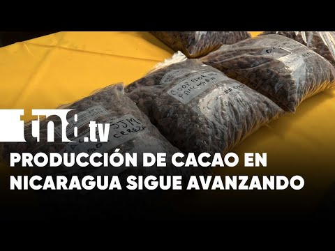 Producción cacaotera de Nicaragua avanza a buen ritmo