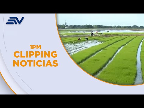 Descartan a Colombia como proveedor de arroz por falta de capacidad | Televistazo | Ecuavisa