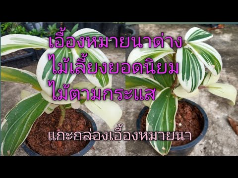 เอื้องหมายนาด่าง-แกะกล่องเอื้อ เอื้องหมายนาด่าง-แกะกล่องเอื้อ