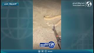 مواطن يوثق افعى سامة