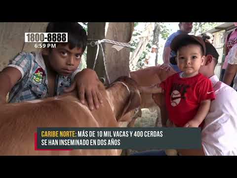 Inician programa de inseminación artificial en el Caribe Norte - Nicaragua