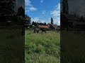 Springpaard Prachtig hengstenveulen van Pegase van 't Ruytershof
