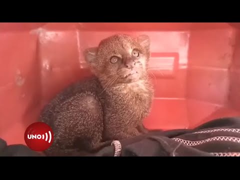 Bebé de felino americano casi extinguido, hallado en Valle del Cauca