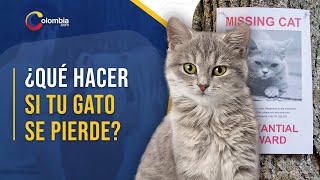 Cómo buscar a tu gato perdido
