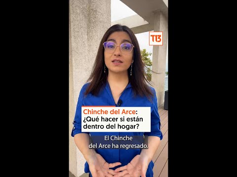 Chinche del Arce: ¿Qué hacer si están dentro del hogar?