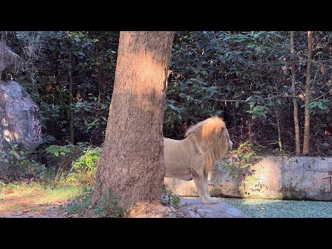 Nadao Channel สวนสัตว์อุบลสิงโต🦁