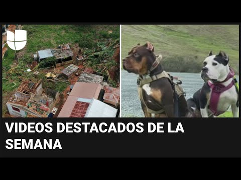 Huracán Beryl azota el Caribe e hispana es atacada por sus perros: videos destacados de la semana