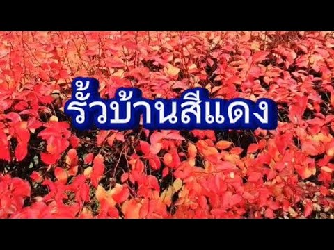 รั้วบ้านสีแดงใบไม้เปลี่ยนสีร