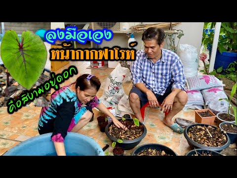ลงมือเอง-ปลูกหน้ากากฟาโรห์ ลงมือเอง-ปลูกหน้ากากฟาโรห์