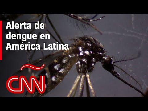 Hay alerta de dengue en América Latina: ¿cuáles son los síntomas y cómo prevenir?