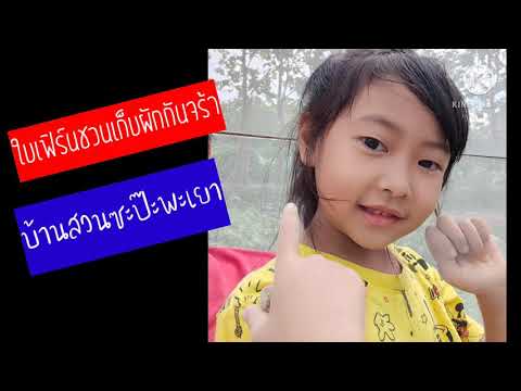 ใบเฟิร์นช่วยคุณแม่ตัดผักสลัด ใบเฟิร์นช่วยคุณแม่ตัดผักสลัด