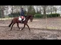 Show jumping horse Fijne alround merrie