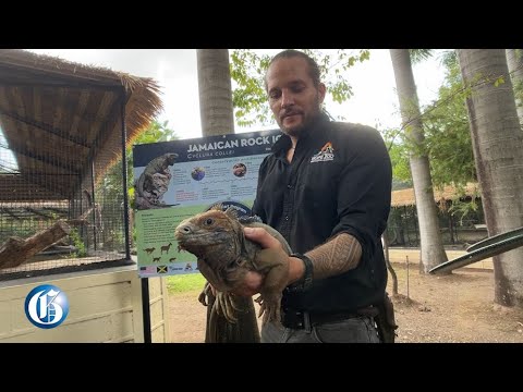 Conservationists make Headstart at keeping Jamaican Iguana safe