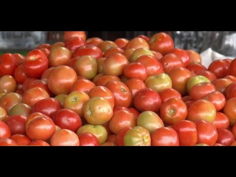 Comerciantes reportan una disminución en el precio del tomate y la lechuga