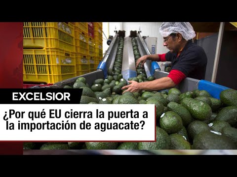 Impacto económico en Michoacán por la suspensión de exportaciones de aguacate