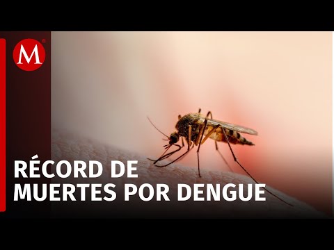 2024, el año con más muertes por dengue en Colima