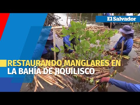 Chinampas, la técnica para restaurar zona de manglares de Jiquilisco en El Salvador