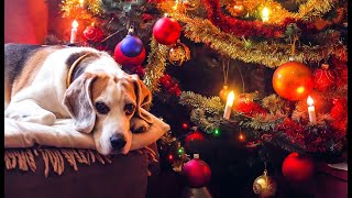 ¿Cómo afecta la quema de pólvora en diciembre a los animales